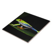 Costa Rica, kikker met rode ogen (Agalychnis) Tegeltje (Zijkant)