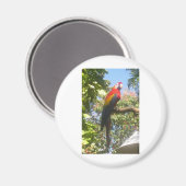 Costa Rica Macaw Magneet (Voorkant / Achterkant)