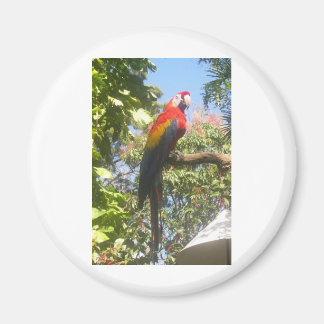 Costa Rica Macaw Magneet