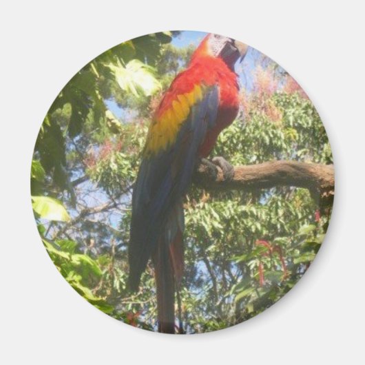 Costa Rica Macaw Magneet (Voorkant)