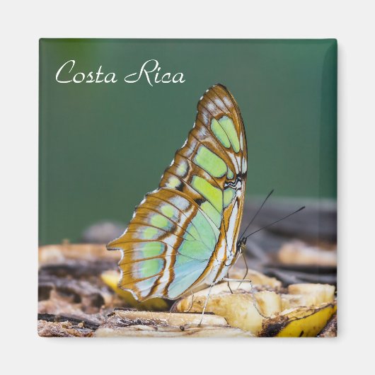 Costa Rica - Malachietvlinder Magneet (Voorkant)