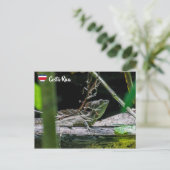 Costa Rica - Male Emerald Basilisk Lizard Briefkaart (Staand voorkant)