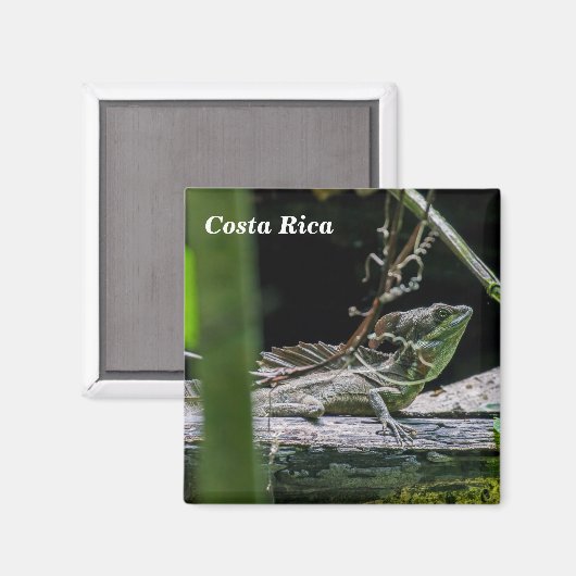 Costa Rica - Male Emerald Basilisk Lizard Magneet (Voorkant / Achterkant)