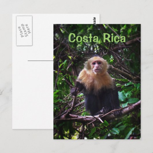 Costa Rica Monkey Briefkaart (Voorkant / Achterkant)