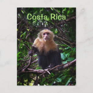 Costa Rica Monkey Briefkaart