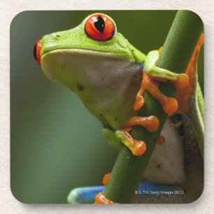 Costa Rica, Monteverde, kikker met rode ogen Bier Onderzetter