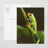 Costa Rica, Monteverde, kikker met rode ogen Briefkaart (Voorkant / Achterkant)