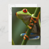 Costa Rica, Monteverde, kikker met rode ogen Briefkaart (Voorkant / Achterkant)