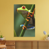 Costa Rica, Monteverde, kikker met rode ogen Canvas Afdruk (Insitu (Woonkamer))
