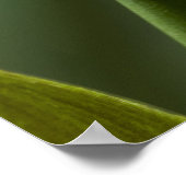 Costa Rica, Monteverde, kikker met rode ogen Poster (Hoek)