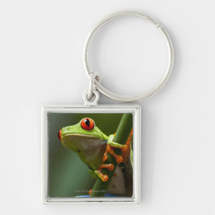 Costa Rica, Monteverde, kikker met rode ogen Sleutelhanger