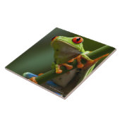 Costa Rica, Monteverde, kikker met rode ogen Tegeltje (Zijkant)