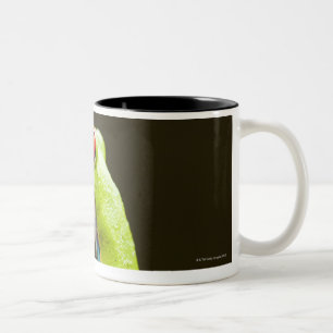 Costa Rica, Monteverde, kikker met rode ogen Tweekleurige Koffiemok
