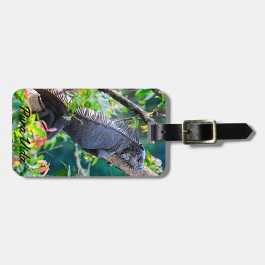 Costa Rica, Muelle - Lazy Iguana die in een boom r Bagagelabel (Voorkant horizontaal)