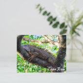 Costa Rica, Muelle - Lazy Iguana die in een boom r Briefkaart (Staand voorkant)