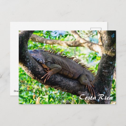 Costa Rica, Muelle - Lazy Iguana die in een boom r Briefkaart (Voorkant / Achterkant)