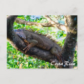 Costa Rica, Muelle - Lazy Iguana die in een boom r Briefkaart (Voorkant)