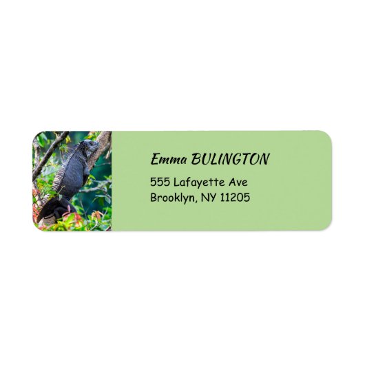 Costa Rica, Muelle - Lazy Iguana die in een boom r Etiket (Voorkant)