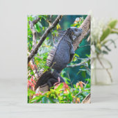 Costa Rica, Muelle - Lazy Iguana die in een boom r Kaart (Staand voorkant)