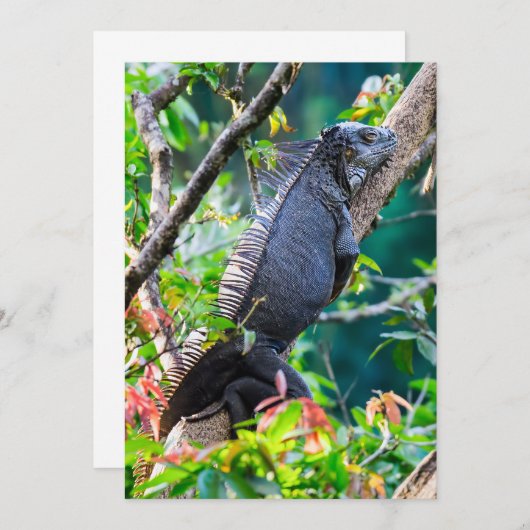 Costa Rica, Muelle - Lazy Iguana die in een boom r Kaart (Voorkant / Achterkant)
