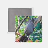 Costa Rica, Muelle - Lazy Iguana die in een boom r Magneet (Voorkant / Achterkant)