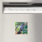 Costa Rica, Muelle - Lazy Iguana die in een boom r Magneet (Insitu (Vaatwasser))