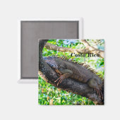 Costa Rica, Muelle - Lazy Iguana die in een boom r Magneet (Voorkant / Achterkant)