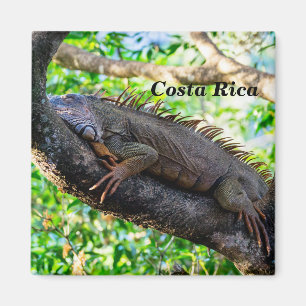 Costa Rica, Muelle - Lazy Iguana die in een boom r Magneet