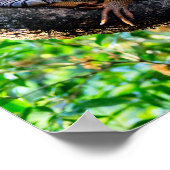 Costa Rica, Muelle - Lazy Iguana die in een boom r Poster (Hoek)