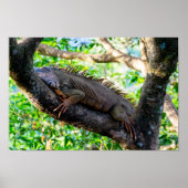 Costa Rica, Muelle - Lazy Iguana die in een boom r Poster (Voorkant)