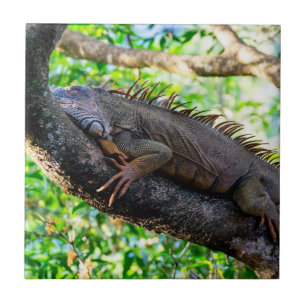 Costa Rica, Muelle - Lazy Iguana die in een boom r Tegeltje