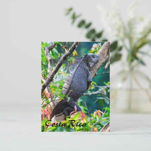 Costa Rica, Muelle - Luie leguaan rustend in een b Briefkaart (Staand voorkant)