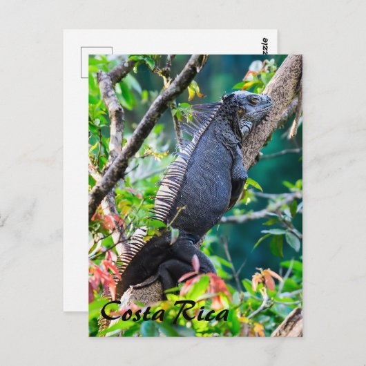 Costa Rica, Muelle - Luie leguaan rustend in een b Briefkaart (Voorkant / Achterkant)