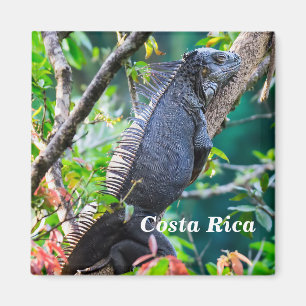 Costa Rica, Muelle - Luie leguaan rustend in een b Magneet