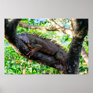 Costa Rica, Muelle - Luie leguaan rustend in een b Poster