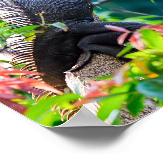 Costa Rica, Muelle - Luie leguaan rustend in een b Poster (Hoek)