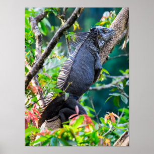 Costa Rica, Muelle - Luie leguaan rustend in een b Poster