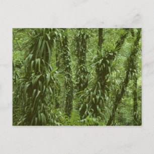 Costa Rica, Nationaal park Arenal, regenwoud Briefkaart