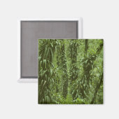 Costa Rica, Nationaal Park Arenal, regenwoud Magneet (Voorkant / Achterkant)