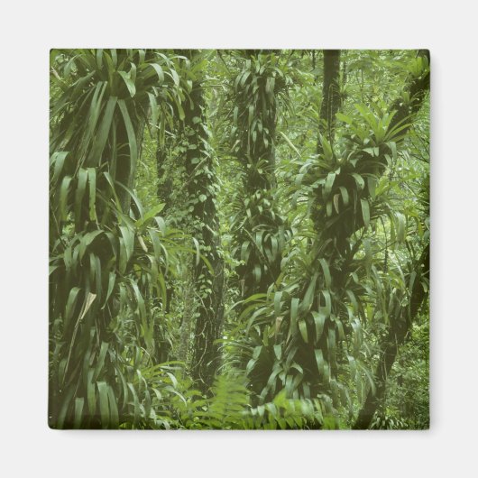 Costa Rica, Nationaal Park Arenal, regenwoud Magneet (Voorkant)