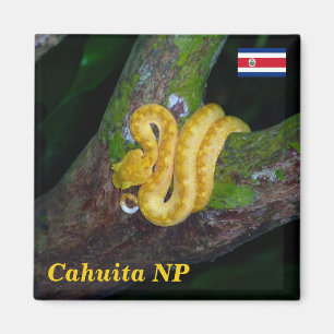 Costa Rica, Nationaal Park Cahuita - Eyelash viper Magneet