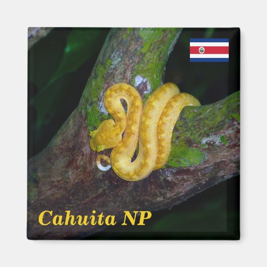 Costa Rica, Nationaal Park Cahuita - Eyelash viper Magneet (Voorkant)