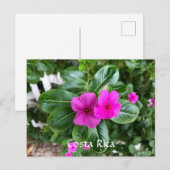 Costa Rica Paarse Flower Briefkaart (Voorkant / Achterkant)