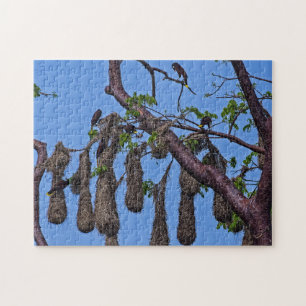 Costa Rica, Punta Cahuita - Psarocolius decumanus Legpuzzel