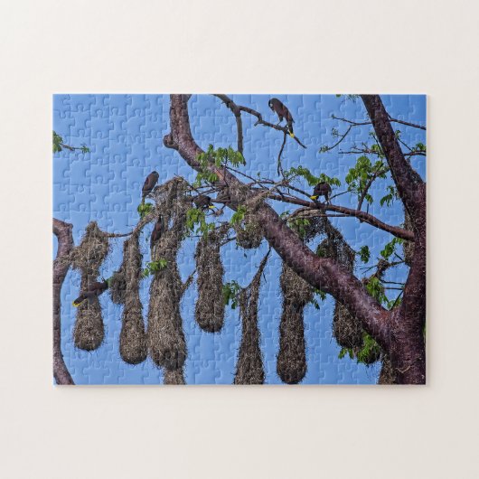 Costa Rica, Punta Cahuita - Psarocolius decumanus Legpuzzel (Horizontaal)