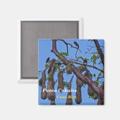 Costa Rica, Punta Cahuita - Psarocolius decumanus Magneet (Voorkant / Achterkant)