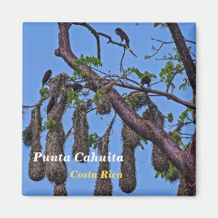 Costa Rica, Punta Cahuita - Psarocolius decumanus Magneet