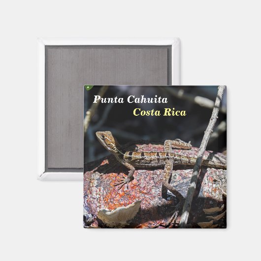 Costa Rica, Punta Cahuita - Vrouw basilisk Lizard Magneet (Voorkant / Achterkant)