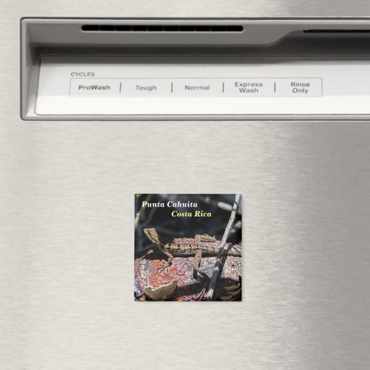 Costa Rica, Punta Cahuita - Vrouw basilisk Lizard Magneet (Insitu (Vaatwasser))