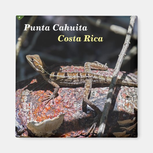 Costa Rica, Punta Cahuita - Vrouw basilisk Lizard Magneet (Voorkant)